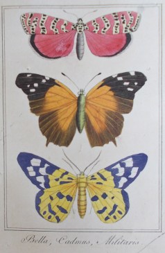 Charles Malo: Les Papillons