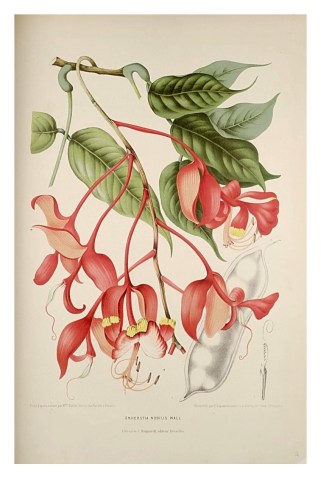 Madame Berthe Hoola van Nooten: ‘Musa coccinea’ uit ‘Fleurs, fruits et feuillages choisis de la flore et de la pomone de l’Île de Java peints d’après de nature par madame Berthe Hoola van Nooten. Ouvrage dédié à sa majesté la reine de Hollande’. Bruxelles: Émile Tarlier, 1863 [-'64].