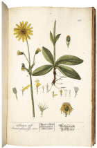 'Arnica' Elizabeth Blackwell
