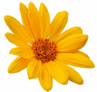 Arnica foto