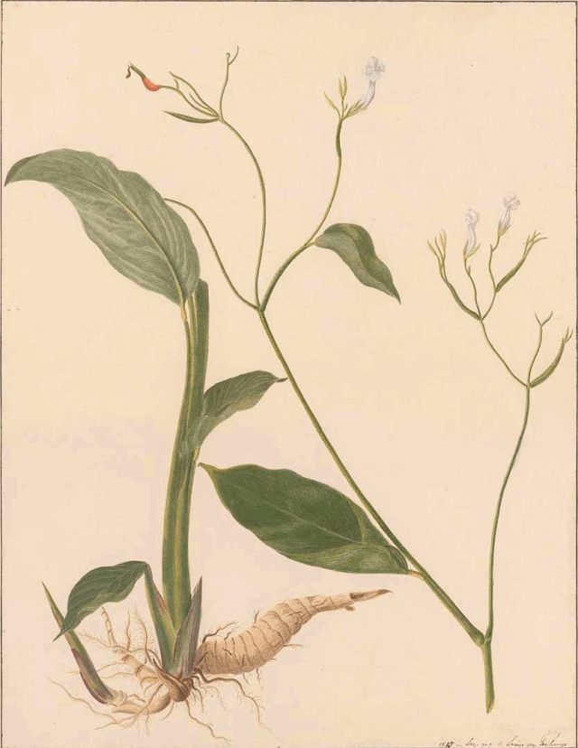 Louise von Panhuys: 'Maranta arundinacea L.' [als 'Arrow-Root'], pijlwortel, 'Aquarellen van Suriname' (1811-1824) Johann Wolfgang Goethe-Universität Frankfurt am Main, Deutschland.