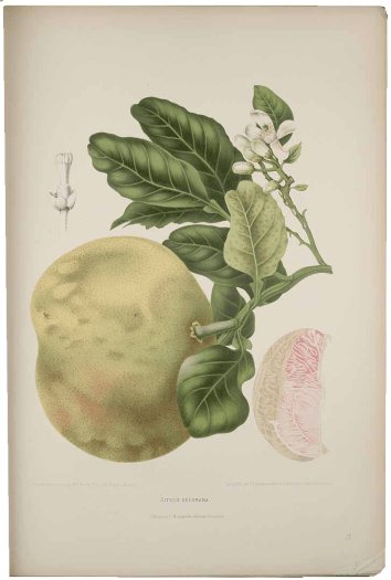 Madame Berthe Hoola van Nooten: 'Citrus decumana', lithografie (G. Severeyns), uit: 'Fleurs, Fruits et Feuillages Choisis de la Flore et de la Pomone de L’Île de Java peints d’après de nature', 1863 [-'64].