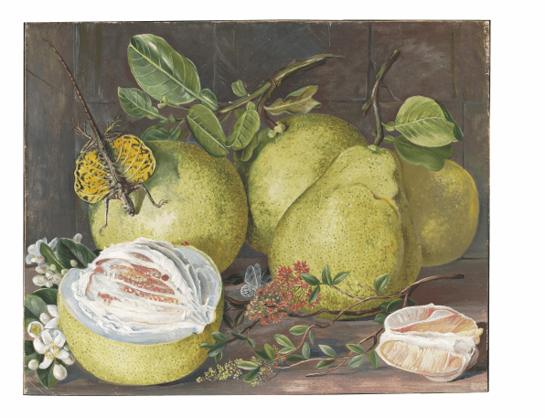 Marianne North: "Flowers and Fruit of the Pomelo, a branch of Hennah, and Flying Lizard, Sarawak". Painting 552, Borneo, Sarawak. Afgebeeld: henna Lawsonia inermis, pomelo Citrus decumana, gewoon vliegend draakje Draco viridis. Adopted by Mrs Anne Iddiso. (Marianne North Gallery http://www.kew.org/mng/gallery/552.html )