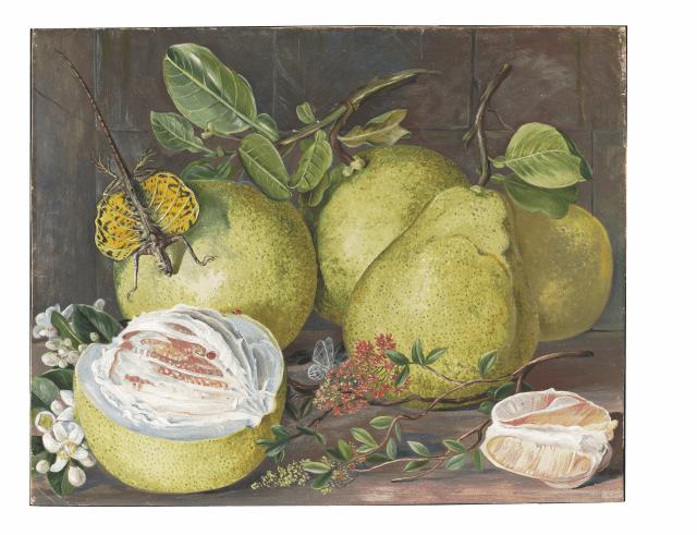 Marianne North: "Flowers and Fruit of the Pomelo, a branch of Hennah, and Flying Lizard, Sarawak". Painting 552, Borneo, Sarawak. Afgebeeld: henna Lawsonia inermis, pomelo Citrus decumana, gewoon vliegend draakje Draco viridis. Adopted by Mrs Anne Iddiso. (Marianne North Gallery http://www.kew.org/mng/gallery/552.html )