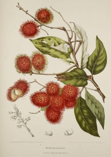 11) Madame Hoola van Nooten: 'Fleurs, fruits [etc] de l’Île de Java [etc]'', plaat 'Nephelium Lappaceum' [ramboetan], chromolithografie.